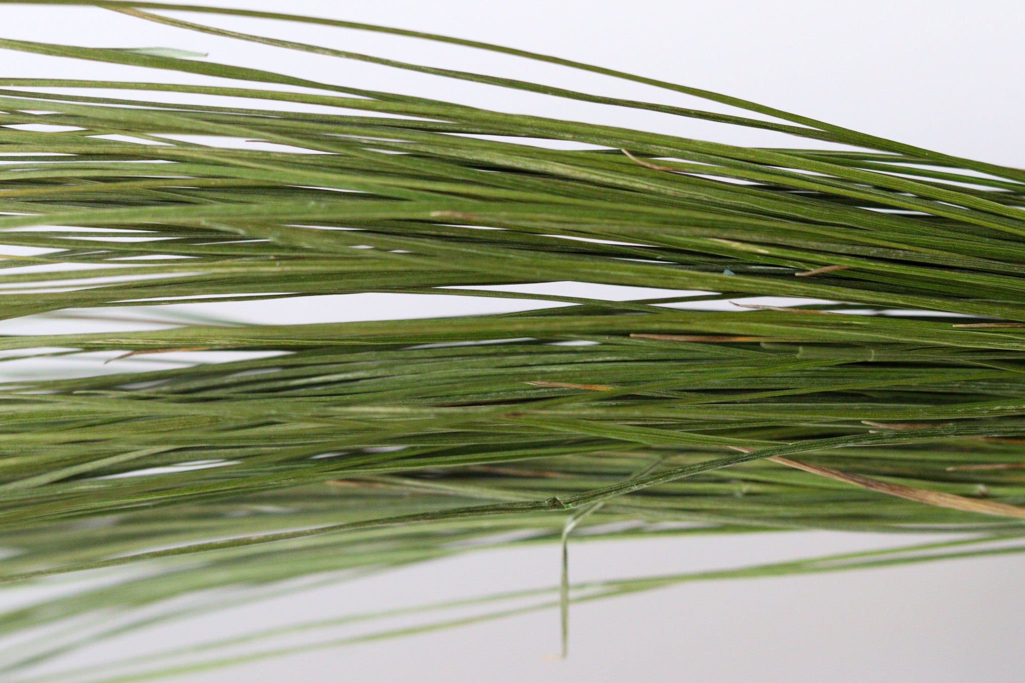 Sweetgrass Repels Mosquitoes